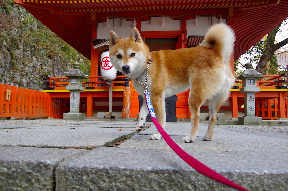 铁血德意志的现代诠释,勒沃库森击碎法兰西,戈麦斯定义持续杀伤美学