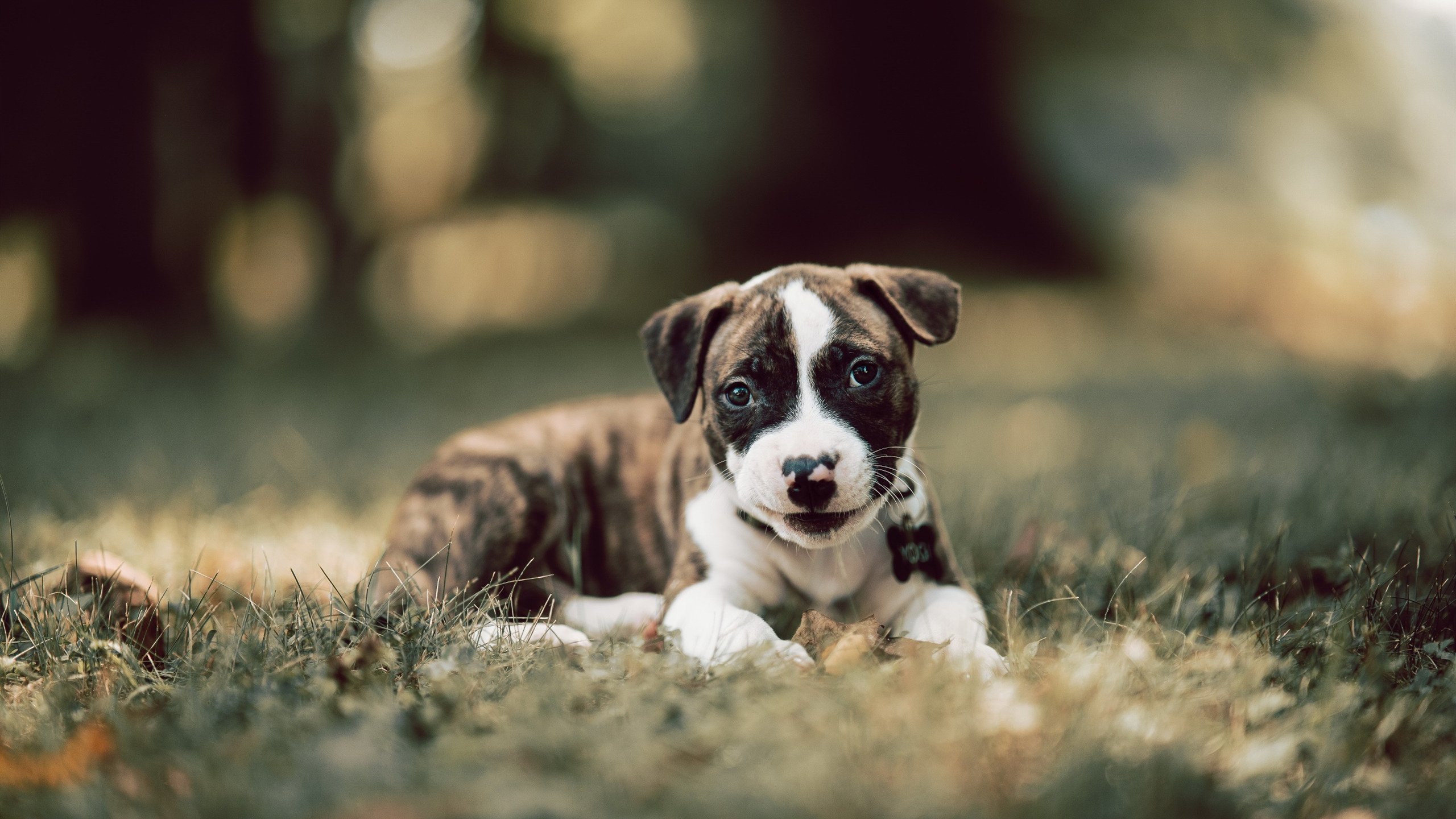 德甲争冠焦点战,魔术决胜局带走骑士,冠军悬念再起波澜