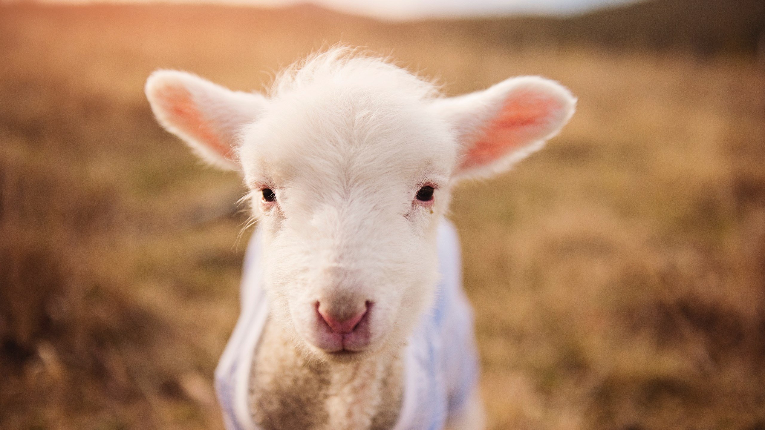 闪电战与神兵天降,当迪巴拉的魔术照亮斯坦福桥