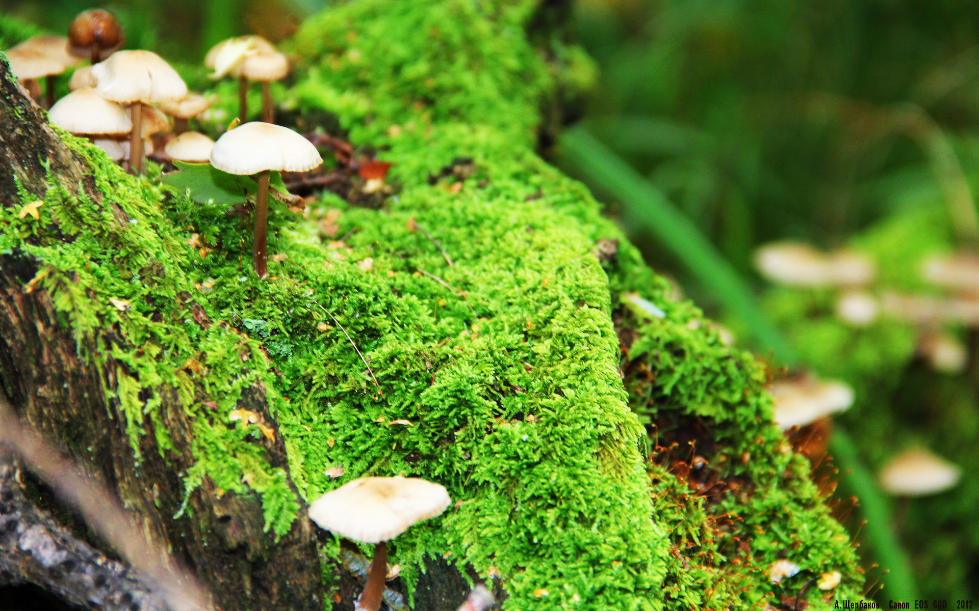 莱万里程碑闪耀,曼联压哨绝杀新西兰,足球之夜的激情与奇迹